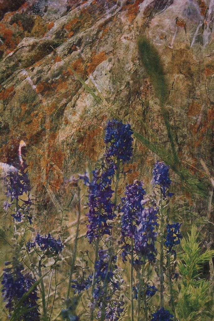 Open Sky: Taft-Nicholson Residency Exhibition, Gittins Gallery, September 2017; artwork: Hidden Amonst the Wildflowers (detail), Kayli Timmerman, digital collage